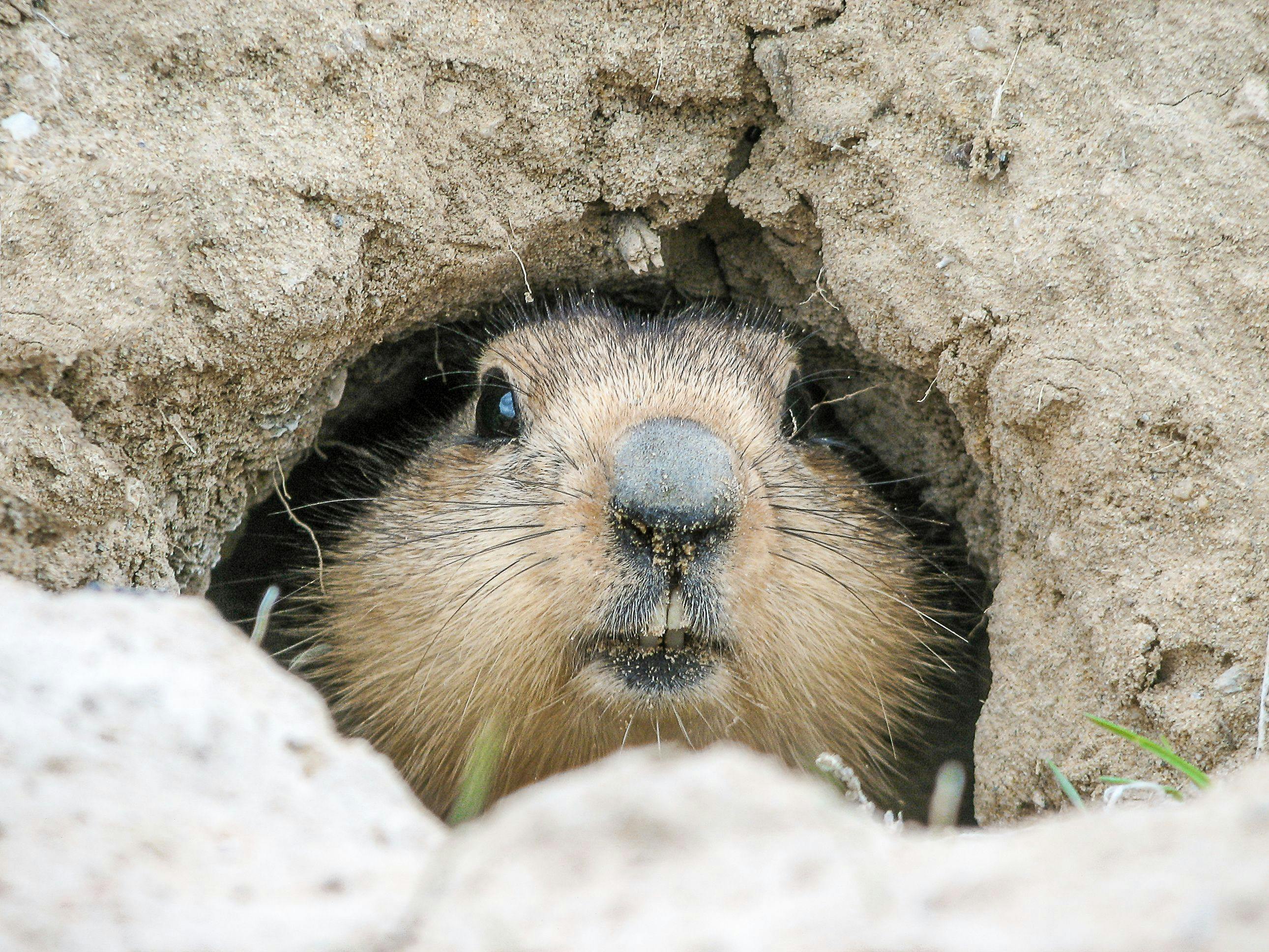 What Groundhog Phil Really Wanted to Say About the Climate